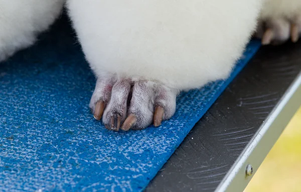 Pata de caniche — Fotografia de Stock