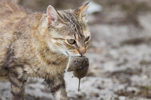 Кот с мышью во рту — стоковое фото