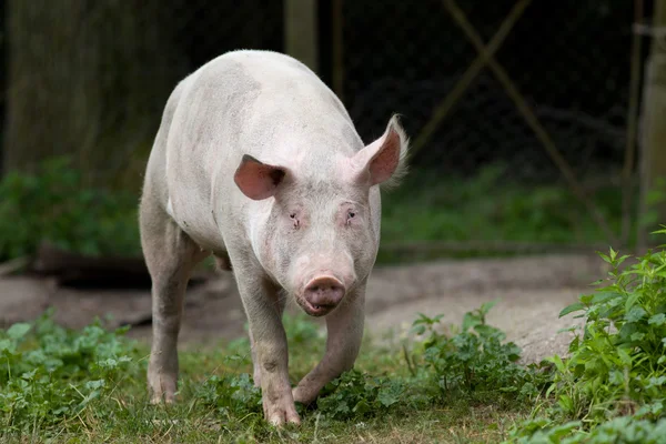 Cerdo blanco — Foto de Stock