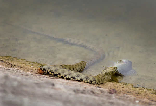 Snake with prey — Stock Photo, Image