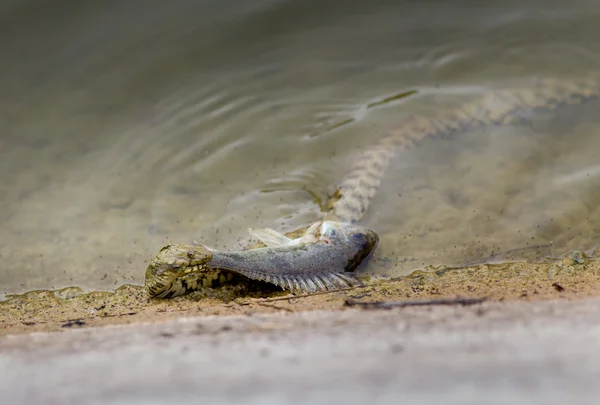 Wąż ze łup — Zdjęcie stockowe