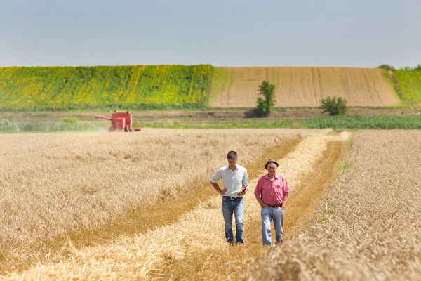 Ludzie biznesu na polu pszenicy — Zdjęcie stockowe