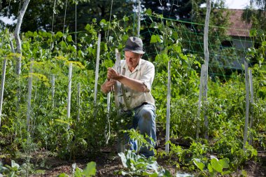 Sebze bahçesinde köylü
