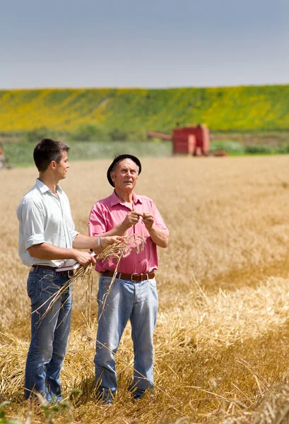 Harvesting — Stock Photo, Image