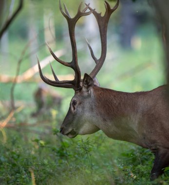 Kızıl geyik (cervus elaphus) yaz sonlarında çiftleşme mevsiminde ormanda yürür. Doğal yaşam ortamında vahşi yaşam