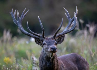 Ormanda büyük boynuzları olan kızıl geyik portresi. Doğal yaşam ortamında vahşi yaşam