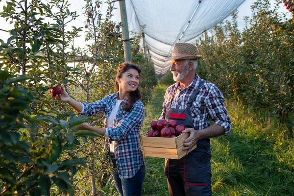 Deux Agriculteurs Père Fille Récoltant Des Pommes Rouges Dans Verger — Photo