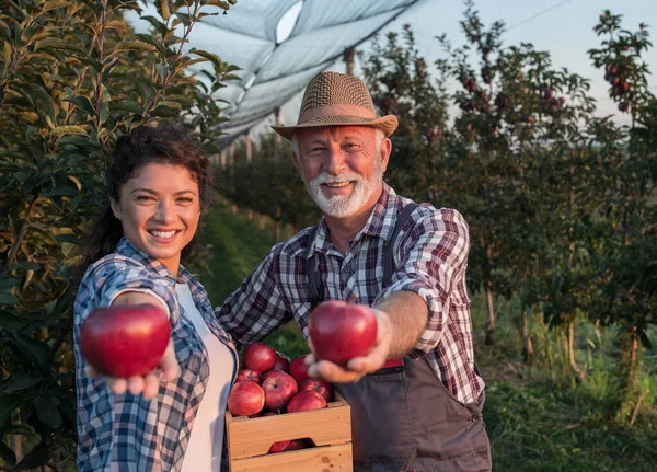 Two farmers father and daughter harvesting red apples in orchard in early autumn and showing them to camera