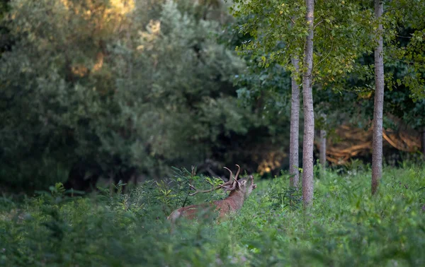 Czerwony Jeleń Wielkimi Porogami Ryczącymi Lesie Wysoka Trawa Sezonie Godowym — Zdjęcie stockowe