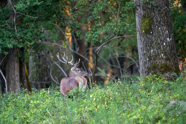 Jeleń Czerwony Cervus Elaphus Dużym Porożem Ryczącym Lesie Sezonie Godowym — Zdjęcie stockowe