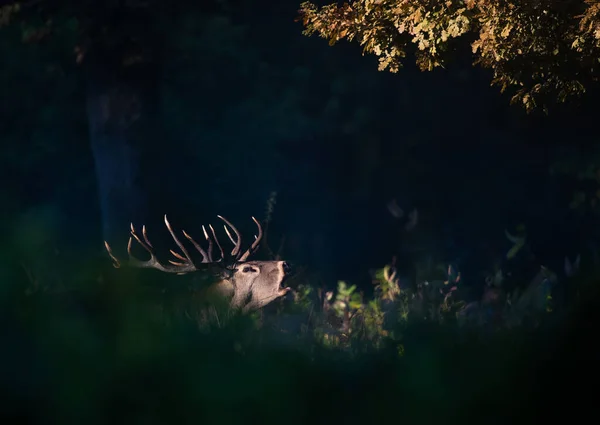 Red Deer Cervus Elaphus Big Antlers Roaring Forest Mating Season — Stock Photo, Image