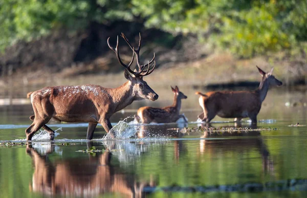 Červený Jelen Velkým Parožím Zadkem Kolouchem Kráčející Mělkém Pojídání Před — Stock fotografie