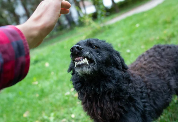 Close Insecure Dog Showing Teeth Stranger Who Approaching Hand Animal — Stock Photo, Image