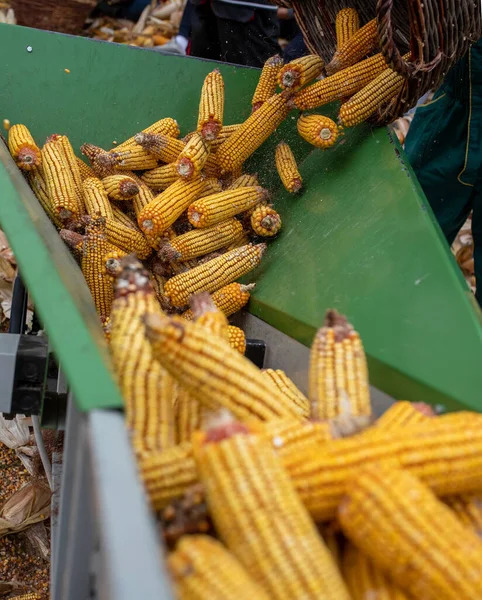 Elevator Lifting Corn Cobs Storage Barn Animal Farm — Stock Photo, Image