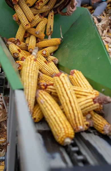 Elevator Lifting Corn Cobs Storage Barn Animal Farm — Stock Photo, Image