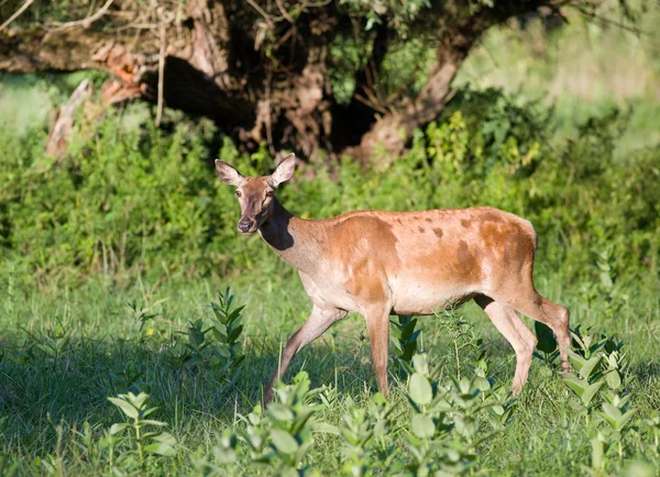 Hind — Stock Photo, Image