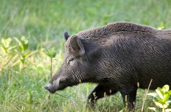 Wild boar (sus) — Stock Photo, Image