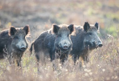Üç yaban domuzundan oluşan küçük bir grup (sus scrofa ferus) ormandaki çayırda duruyor. Doğal yaşam ortamında vahşi yaşam