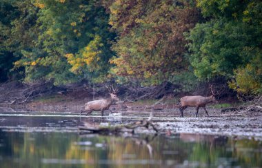Yazın sonlarında ormanın önünde sığ sularda yürüyen boynuzlu iki kırmızı geyik. Doğal yaşam ortamında vahşi yaşam