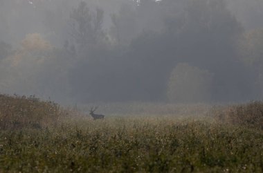 Kızıl geyik (cervus elaphus) sisli bir sonbahar sabahında arka planda büyük bir ormanla çayırda yürüyor. Doğal yaşam ortamında vahşi yaşam