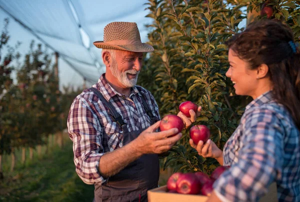 Dos Agricultores Padre Hija Cosechando Manzanas Rojas Huerto Principios Otoño — Foto de Stock