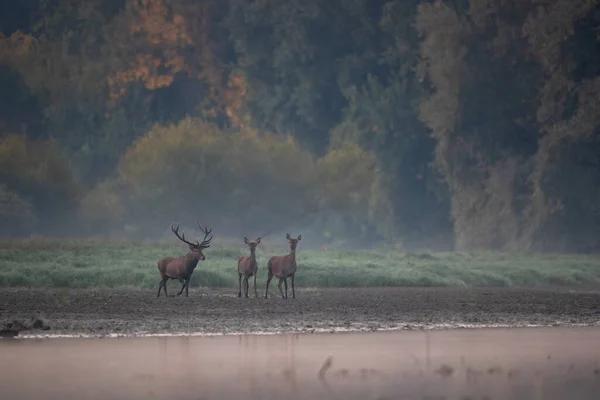 Veado Vermelho Com Chifres Grandes Dois Hinds Andando Lado Água — Fotografia de Stock