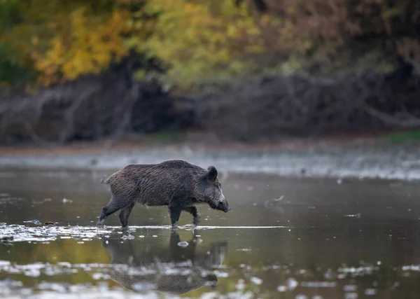 Wildschweine Sus Scrofa Ferus Spazieren Herbstmorgen Flachen Wasser Der Flussküste — Stockfoto