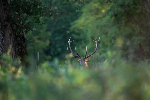 Jeleń Czerwony Cervus Elaphus Dużym Porożem Ryczącym Lesie Sezonie Godowym — Zdjęcie stockowe