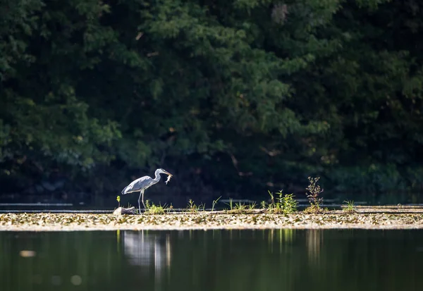 Graureiher Ardea Cinerea Steht Auf Einer Flussinsel Und Hält Einem — Stockfoto