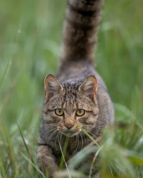 Portrait Einer Europäischen Wildkatze Felis Silvestris Mit Hoch Erhobenem Breitem — Stockfoto