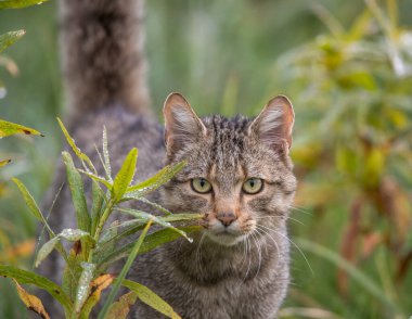 Avrupa 'nın vahşi kedisinin portresi (felis silvestris), çimenlerin üzerinde yürüyen ve kameraya bakarak göz teması kuran geniş kuyruklu bir kedidir. Doğal yaşam ortamında vahşi yaşam