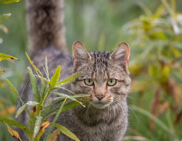 Portrét Evropské Divoké Kočky Felis Silvestris Vysoko Zvednutým Širokým Ocasem — Stock fotografie