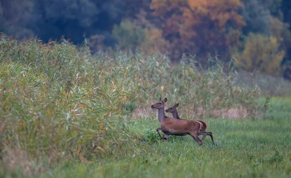 Hind Geyik Kızıl Geyik Ailesi Cervus Elaphus Sonbaharda Arka Planda — Stok fotoğraf