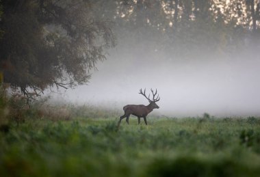 Kızıl geyik (cervus elaphus) çiftleşme mevsiminde sisli bir sabahta ormanda çayırda yürür. Doğal yaşam ortamında vahşi yaşam
