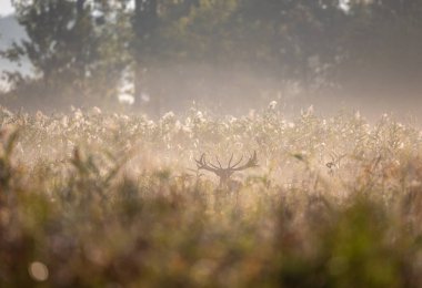 Kızıl geyik (cervus elaphus) sisli güneşli bir sabahta ormanın önündeki sazlıkta yürüyen büyük boynuzlarla. Doğal yaşam ortamında vahşi yaşam