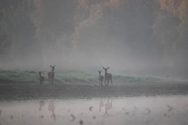 Two Hinds Red Deer Baby Animals Fawn Standing River Coast — Stock Photo, Image