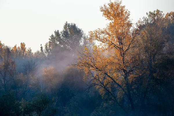 秋天的雾蒙蒙的早晨 黄树梢在森林里 — 图库照片