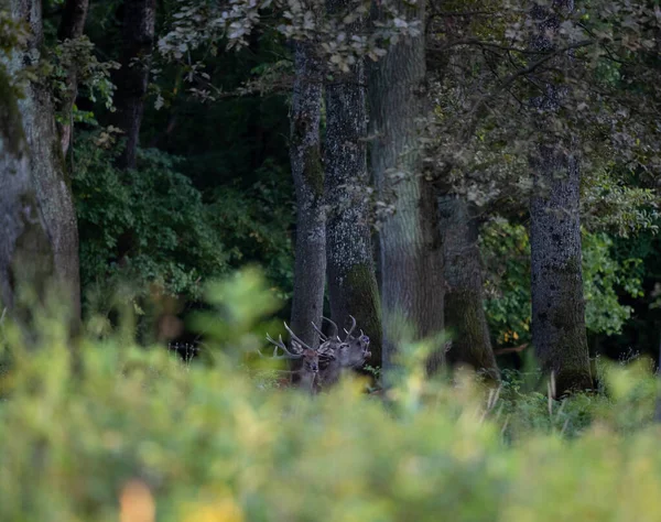 Cervo Rosso Cervus Elaphus Con Grandi Corna Ruggenti Nella Foresta — Foto Stock