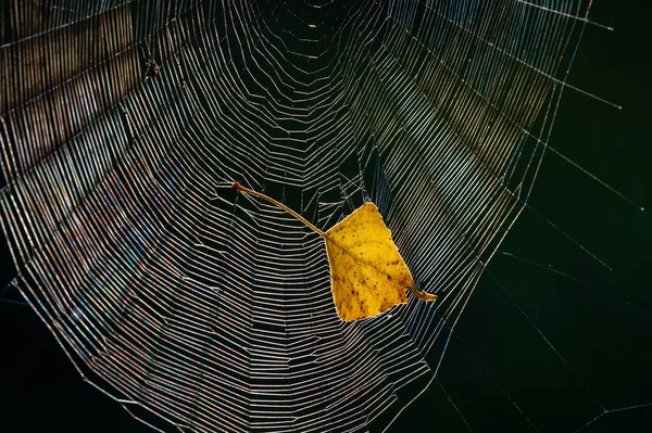 Sluiten Van Geel Blad Vast Spinnenweb Nachts Met Maanlicht Achtergrond — Stockfoto