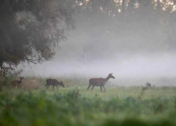 Hind Fawns Vörös Szarvas Séta Sekély Vízben Folyó Mellett Erdő — Stock Fotó