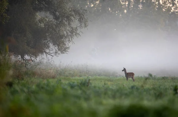 Hirschweibchen Cervus Elaphus Steht Einem Nebligen Morgen Zur Paarungszeit Auf — Stockfoto