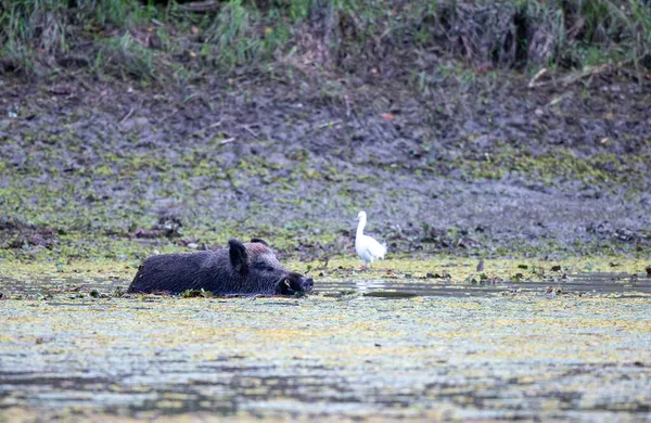 Javali Selvagem Sus Scrofa Ferus Nadando Rio Lado Floresta Vida — Fotografia de Stock