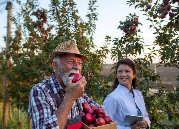 Mujer Joven Agrónoma Bata Blanca Agricultora Madura Parada Huerto Manzanas — Foto de Stock