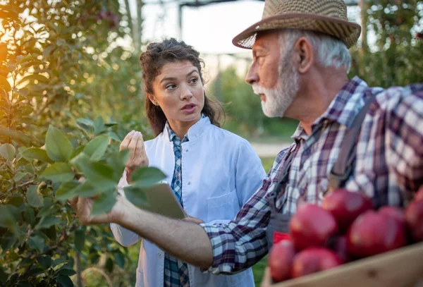 Viejo Agricultor Joven Agrónomo Hablando Calidad Manzana Huerto Durante Cosecha — Foto de Stock