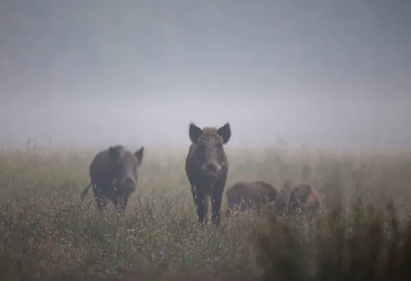 Группа Кабанов Sus Scrofa Ferus Гуляет Лесу Туманным Утром Дикая — стоковое фото