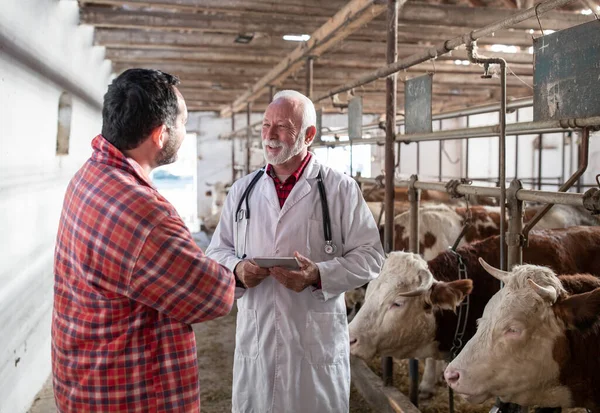 农夫与资深兽医一起站在牛棚里的小牛旁边 拿着石碑 进行咨询 — 图库照片