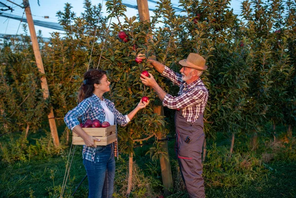 Sonbaharın Başlarında Meyve Bahçesinde Kırmızı Elma Toplayan Iki Çiftçi Baba — Stok fotoğraf