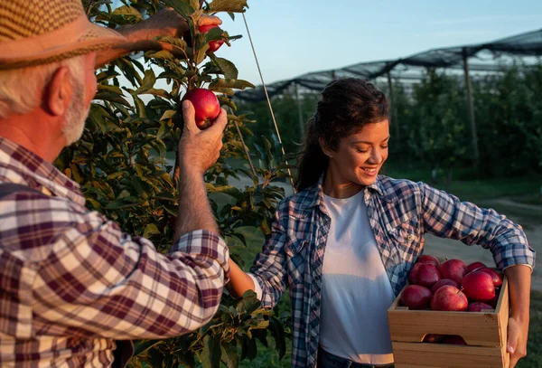 Dos Agricultores Padre Hija Cosechando Manzanas Rojas Huerto Principios Otoño — Foto de Stock