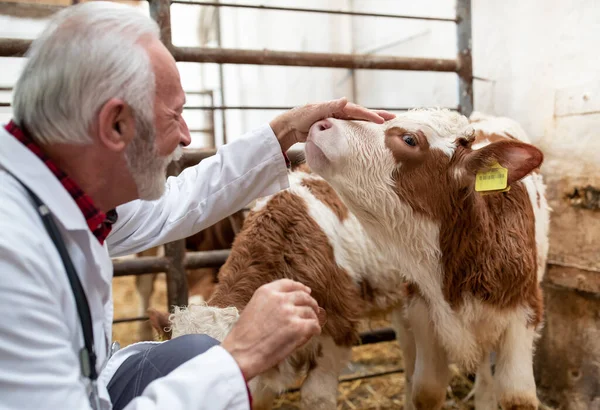 老年兽医在马厩的草棚里对小动物小牛犊进行检查和拥抱 — 图库照片