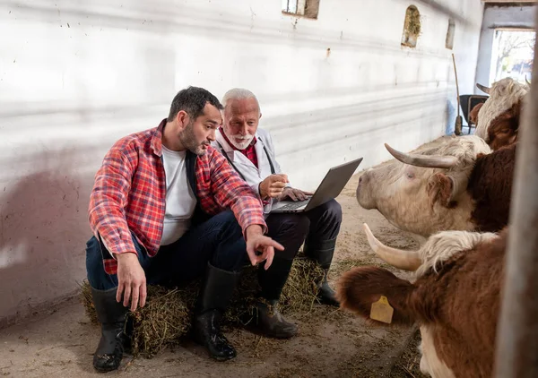 Senior Veterinarian Mature Farmer Looking Laptop Cows Stable — Stock Photo, Image